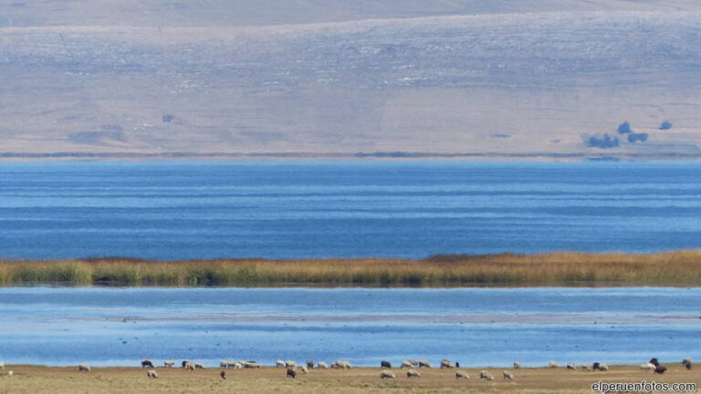 lago junin 004